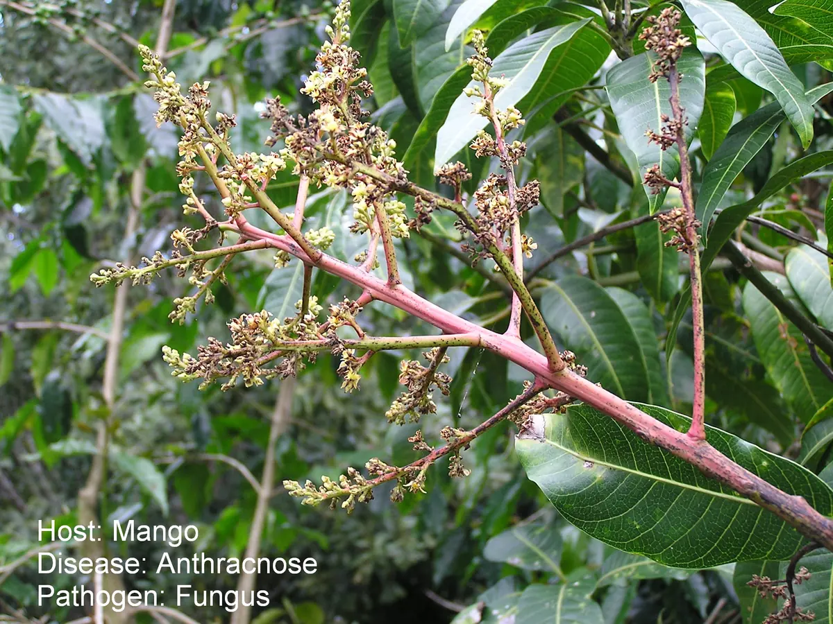 Mango flower panicle blackened and dying from anthracnose