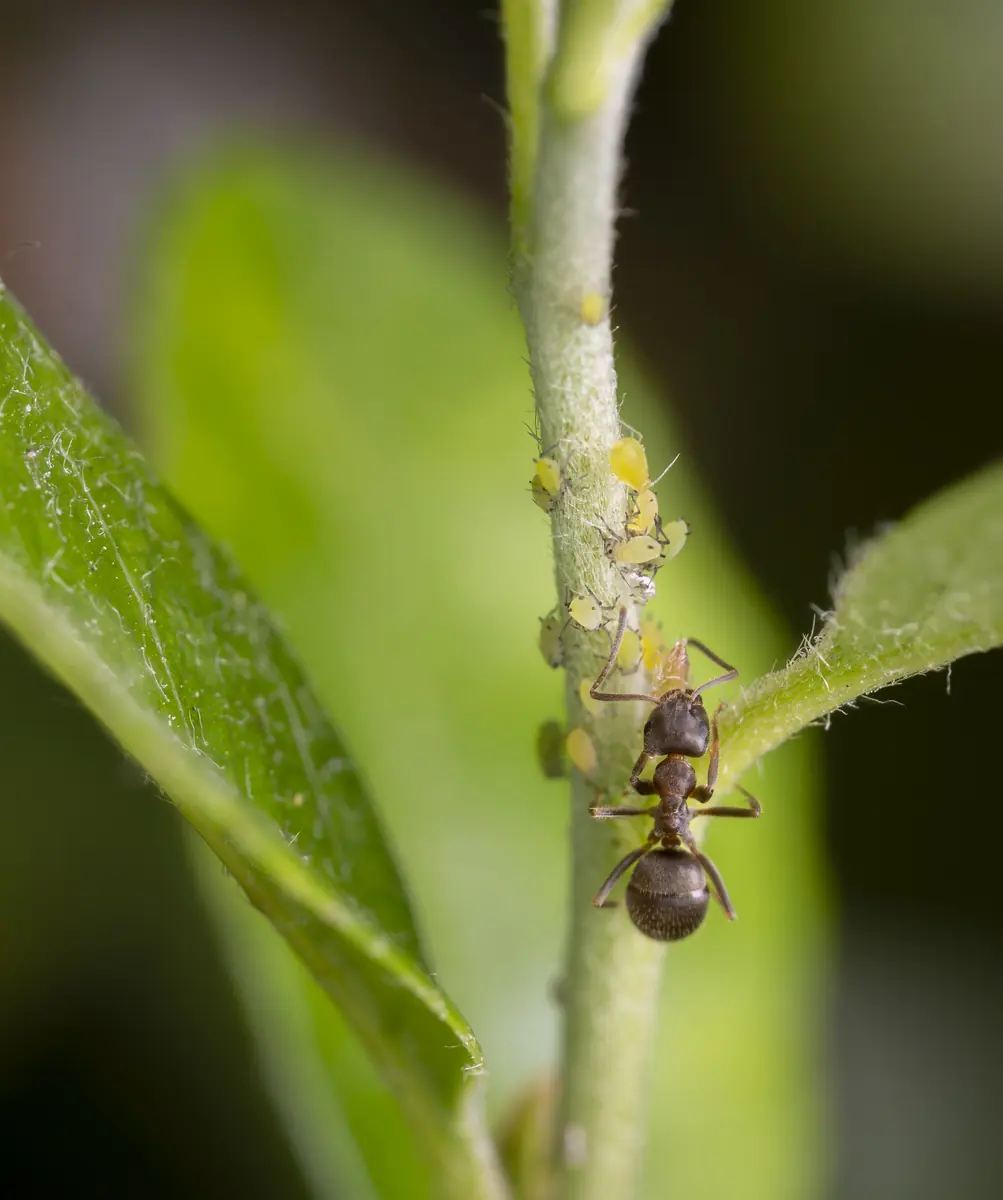 A black ant tending a cluster of pale green peach aphids on a stem