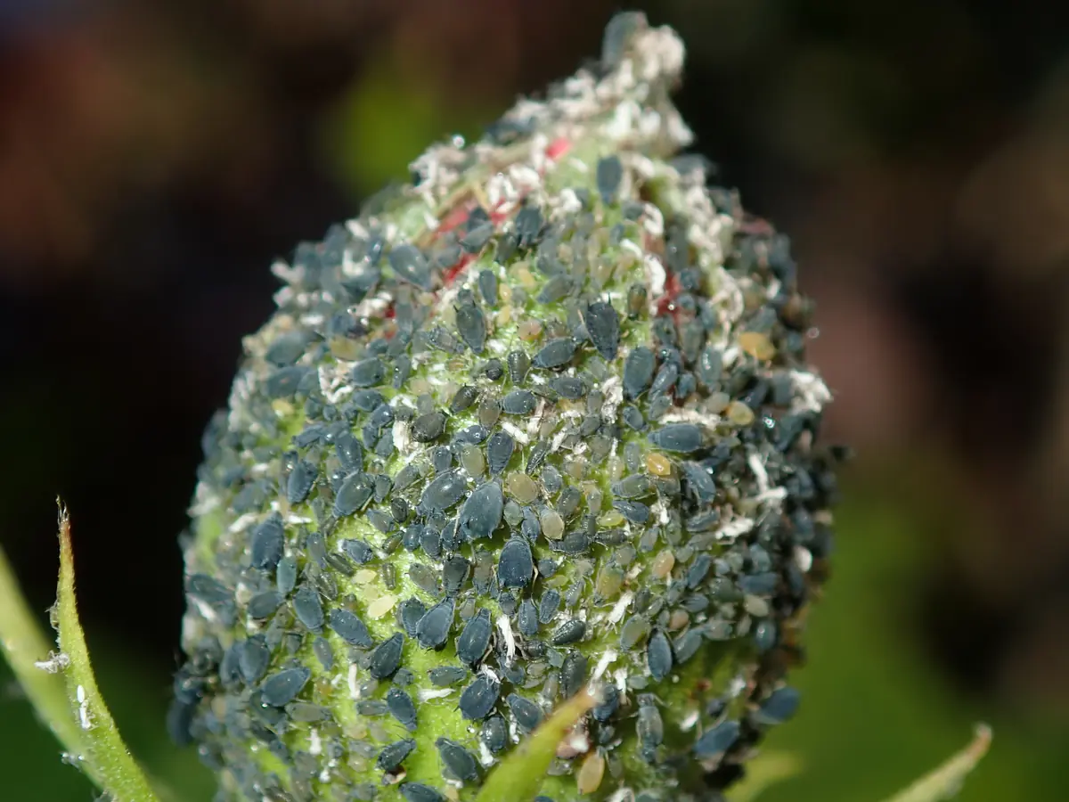 Dense colony of dark melon aphids packed onto a flower bud