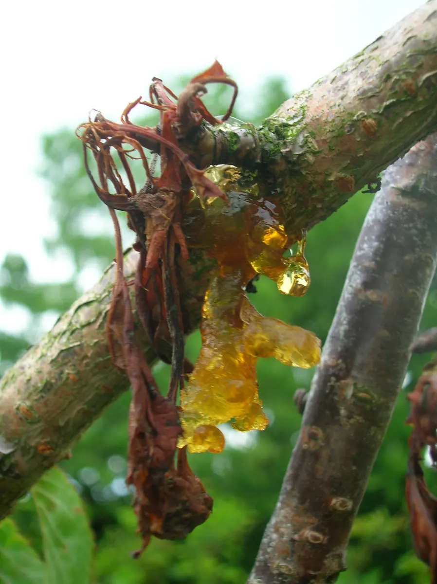 Amber gum oozing from a cherry branch beside dead brown leaves