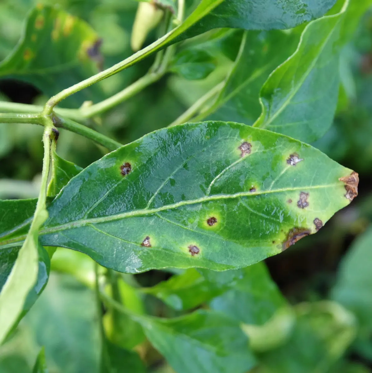 Capsicum leaves marked with small dark bacterial leaf spots
