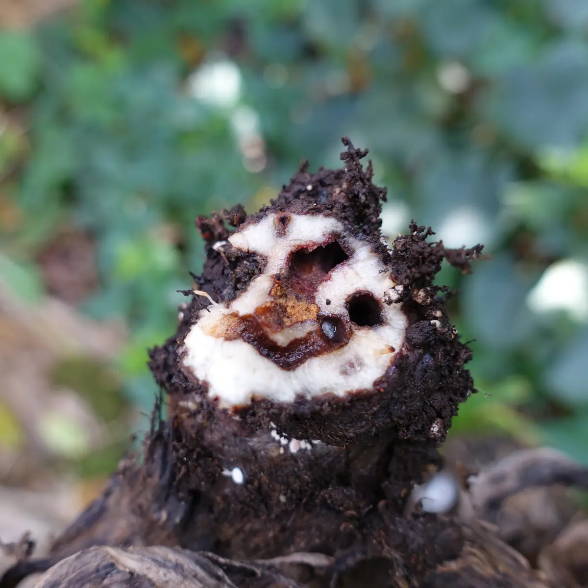 Cut base of a young banana plant showing round tunnels and brown damage through the white tissue