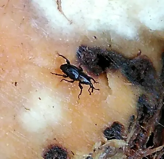 Shiny black weevil with a long snout on the cut surface of a banana stem
