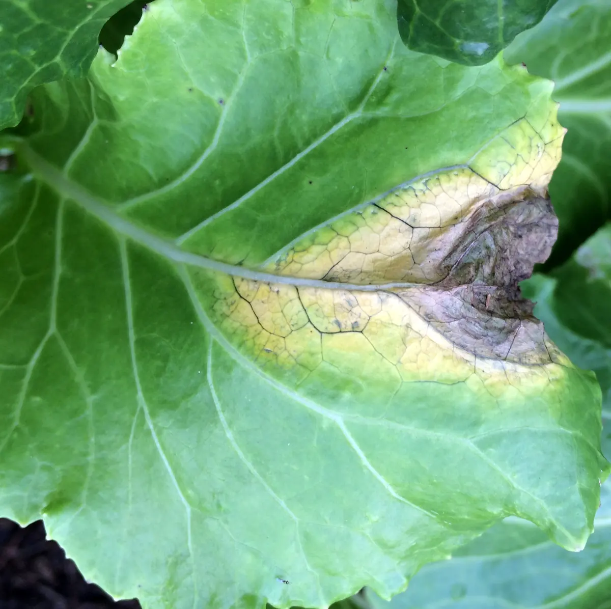 Close-up of a cabbage-family leaf with a yellow lesion and darkened veins at the edge