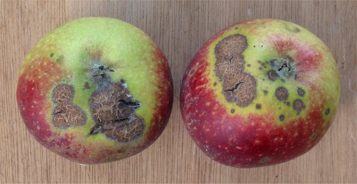 Two red and green apples with brown corky scab lesions on the skin
