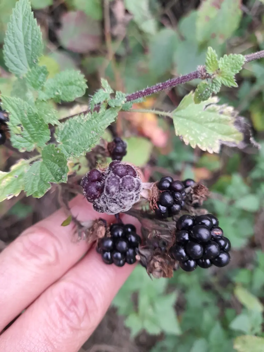 Blackberries on the plant, one berry covered in grey mould