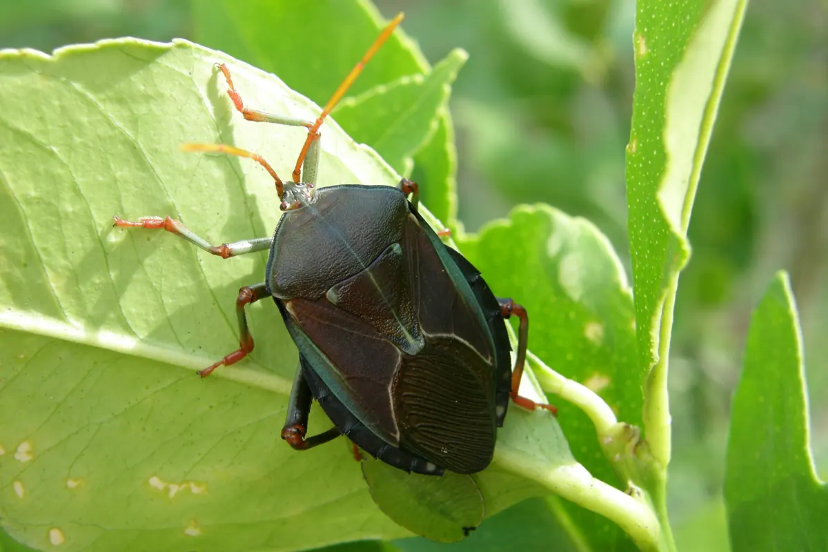 Adult bronze orange bug, a dark bronze-black shield bug, on a citrus leaf