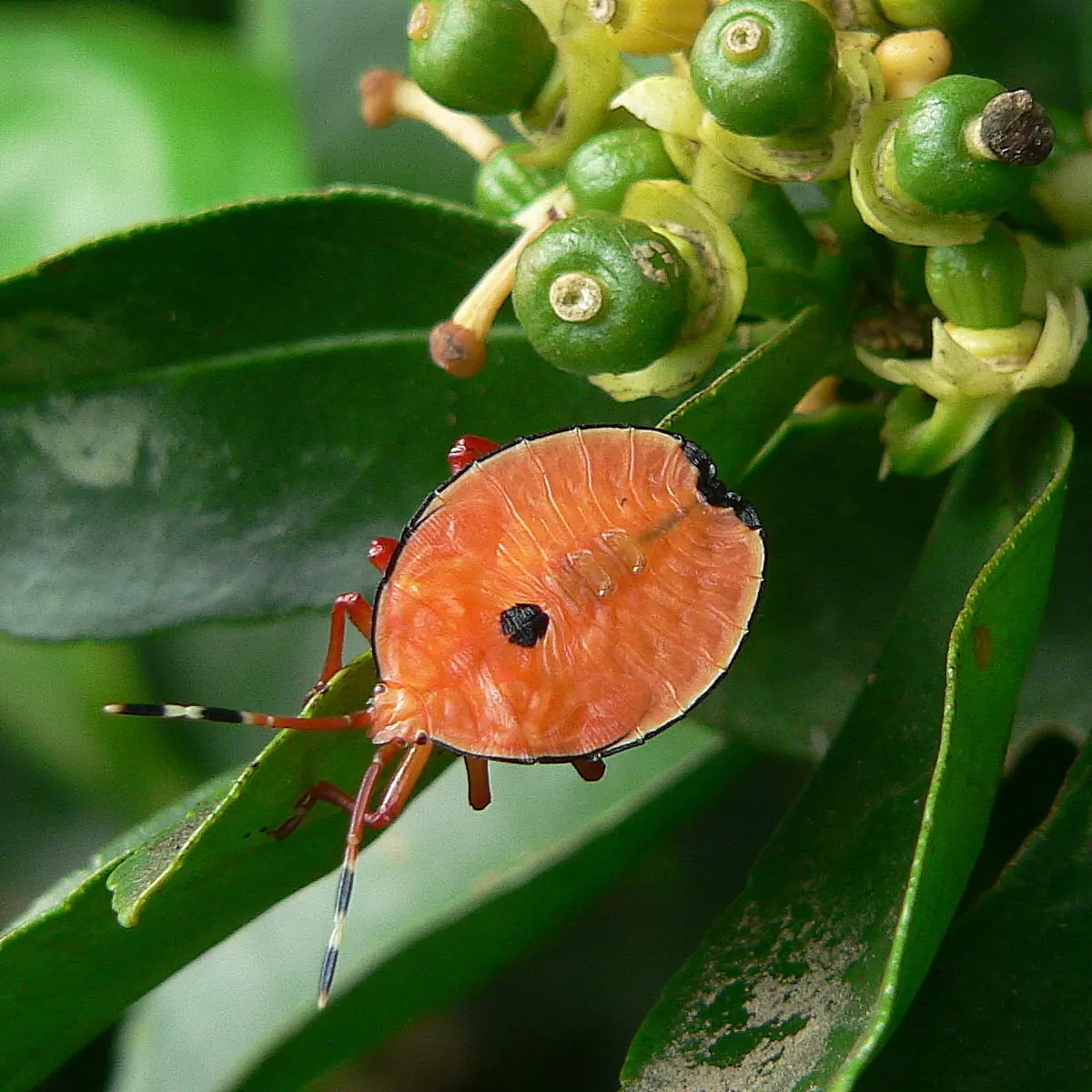Flat orange bronze orange bug nymph on a citrus stem beside young fruit