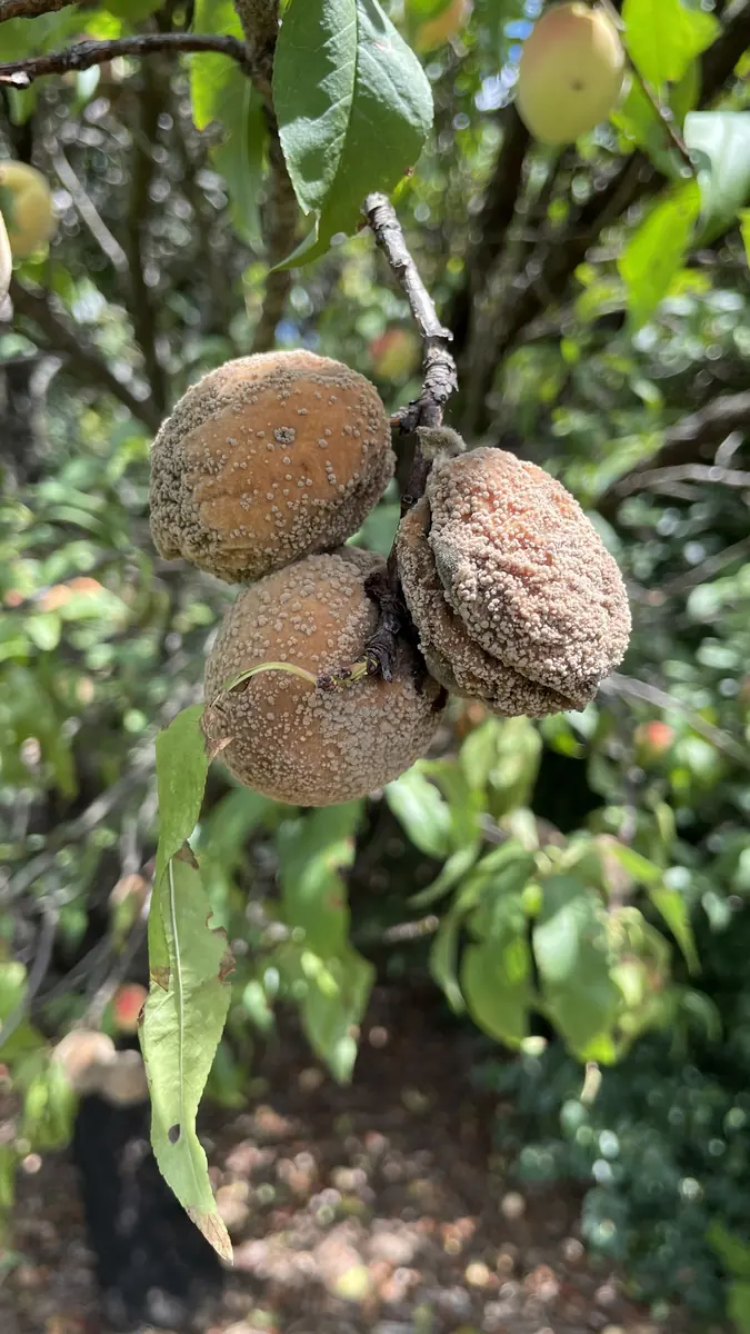 Three shrivelled brown peaches covered in fawn spores hanging on a branch