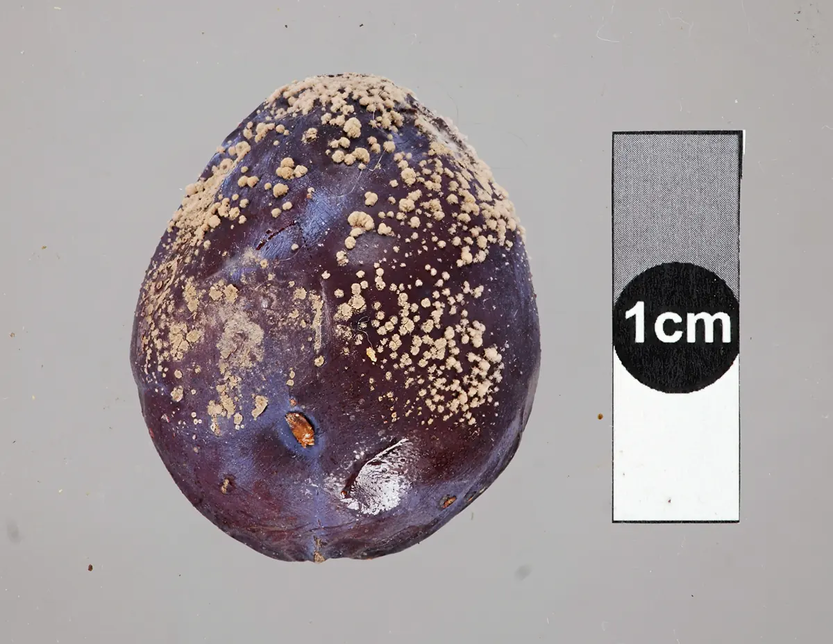 A dark purple plum dotted with raised fawn tufts of spores next to a 1 cm scale