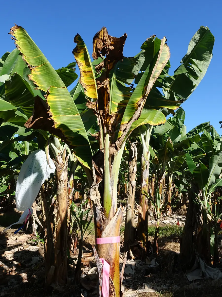 A stunted banana plant with narrow, upright, bunched leaves at the top, tagged with pink tape among healthy plants