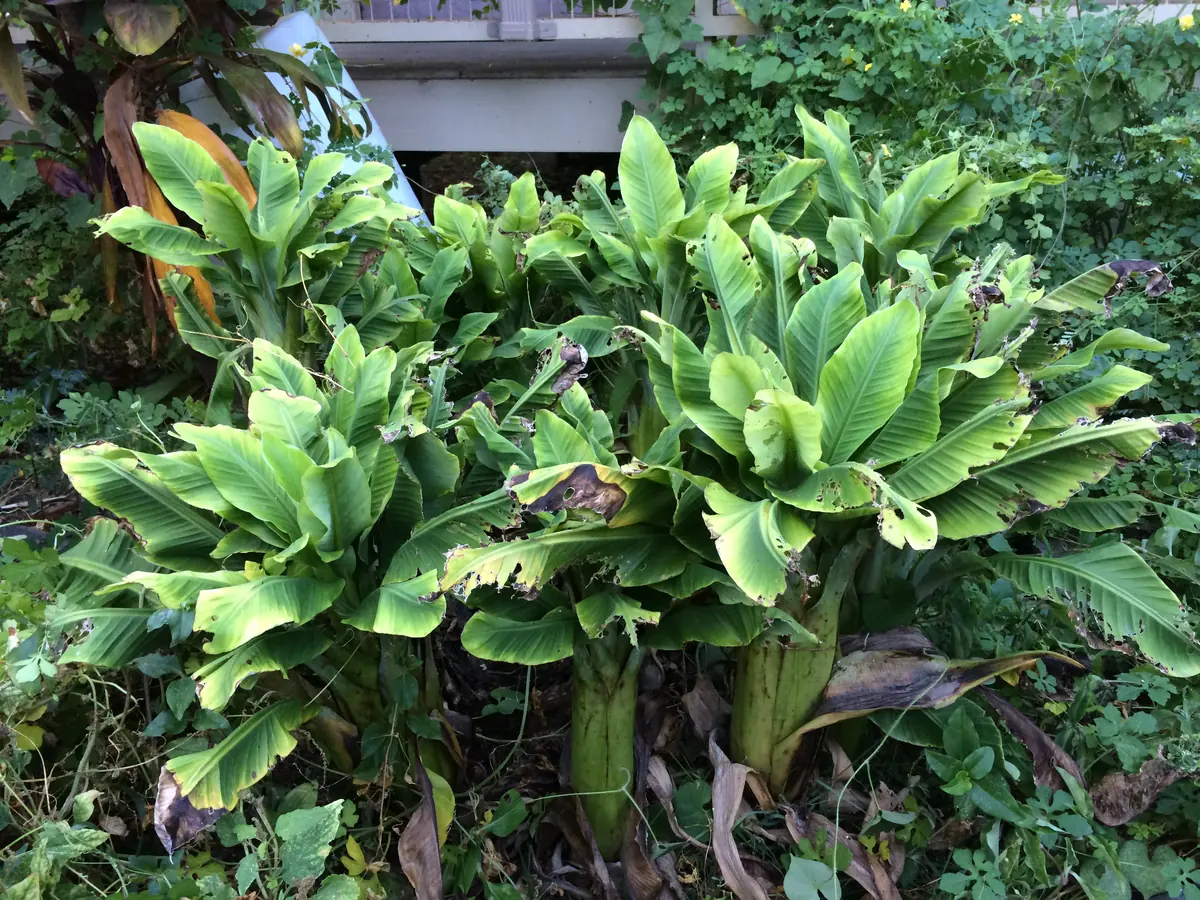 A clump of banana suckers with short, crowded, upright leaves edged in yellow