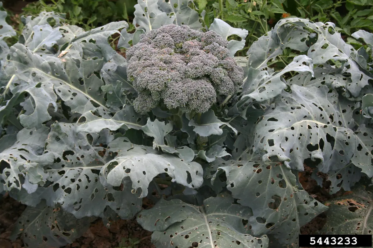 Broccoli plant with leaves chewed full of ragged holes by cabbage white caterpillars