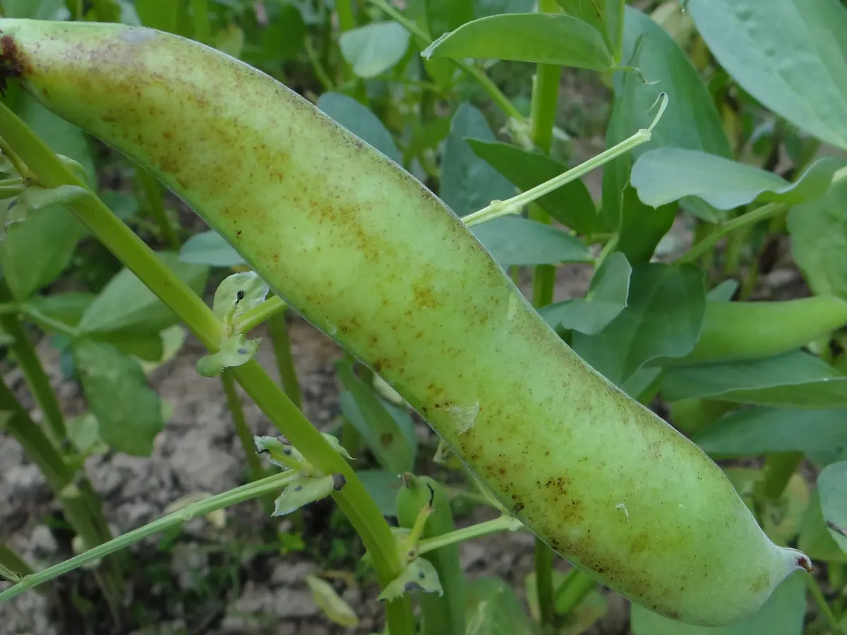 Green broad bean pod speckled with small brown spots