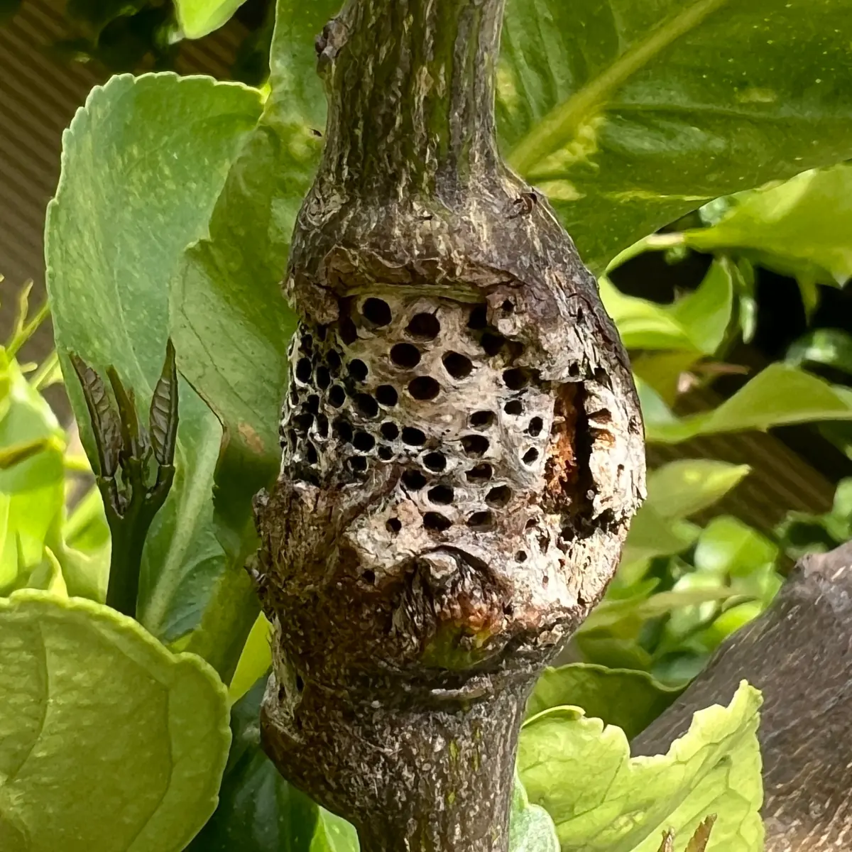 A thick woody gall on a citrus stem covered in small round exit holes