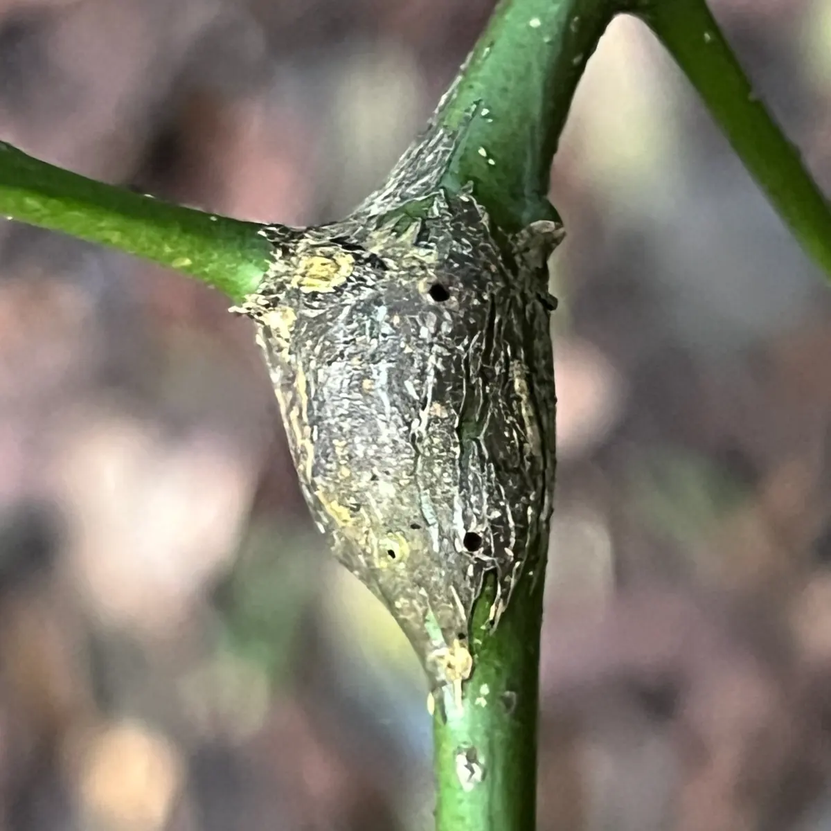 A swollen grey-green gall on a young green citrus stem with a few exit holes