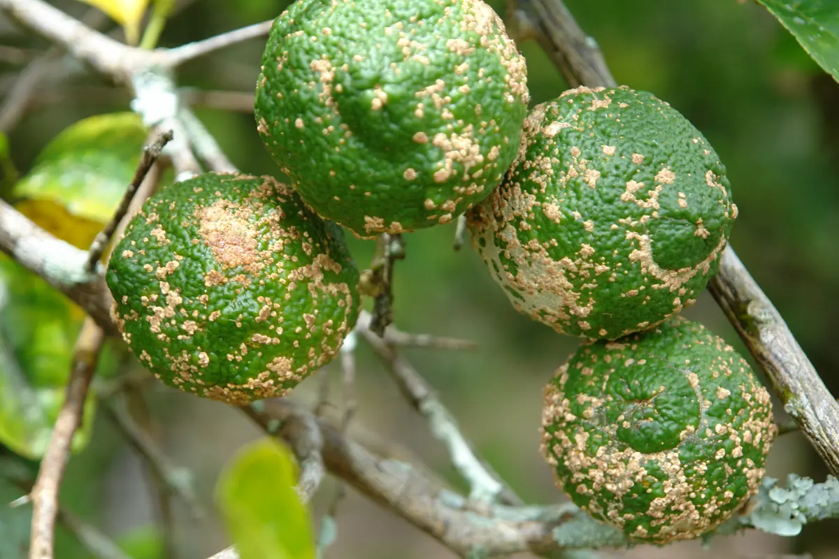 Three green rough lemons on a branch covered in pale raised corky scabs