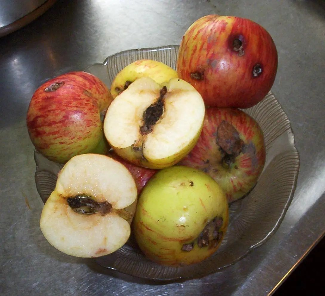 Bowl of cut apples with codling moth tunnels running to the core
