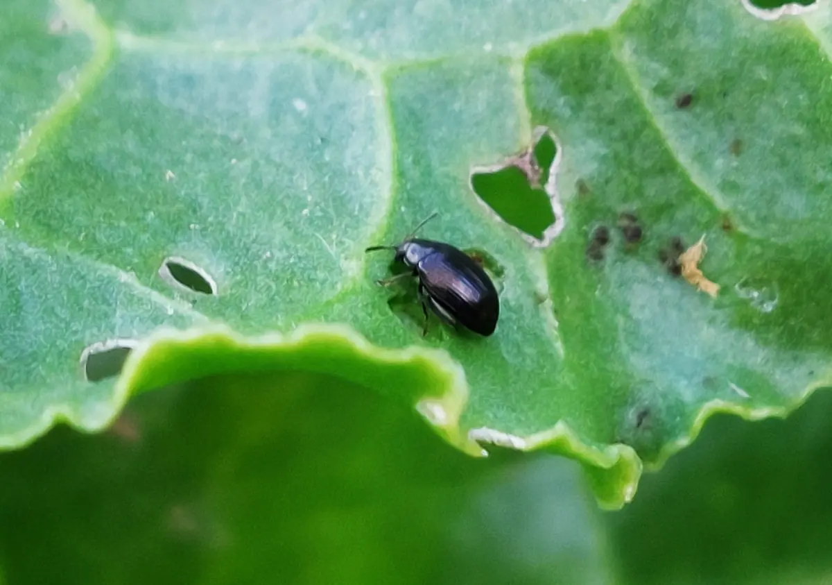 Small shiny dark flea beetle on a beet leaf with round holes