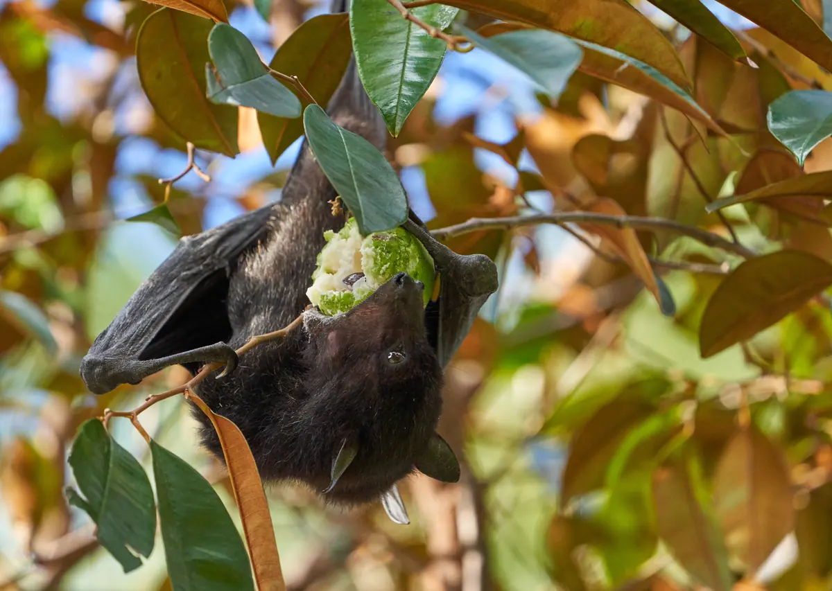 A black flying fox hanging in a tree eating a piece of pale fruit