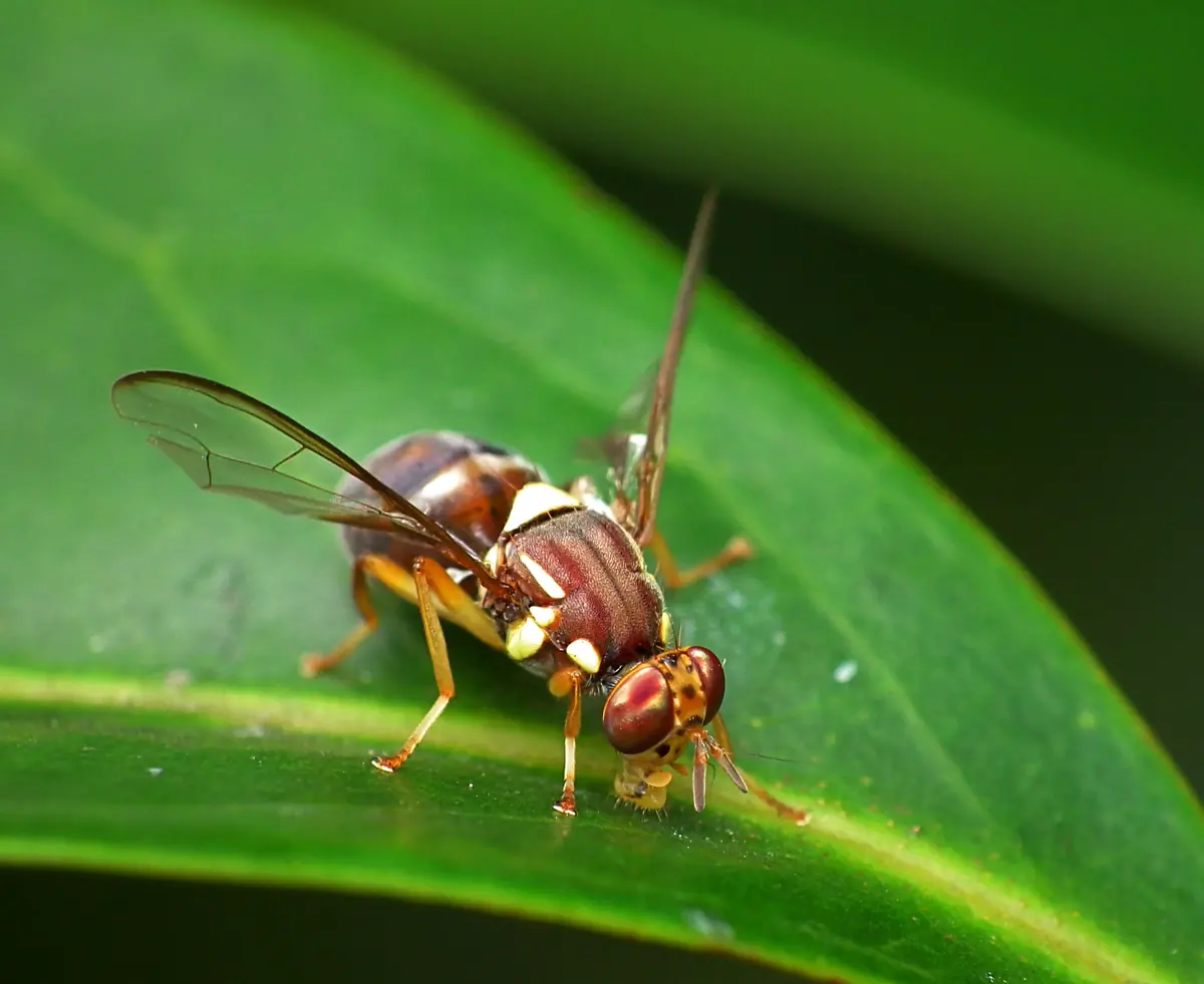 Queensland fruit fly, reddish-brown with yellow markings and clear wings, on a leaf