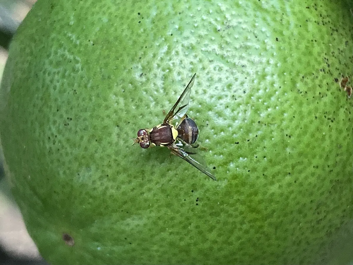 Queensland fruit fly resting on a green citrus fruit