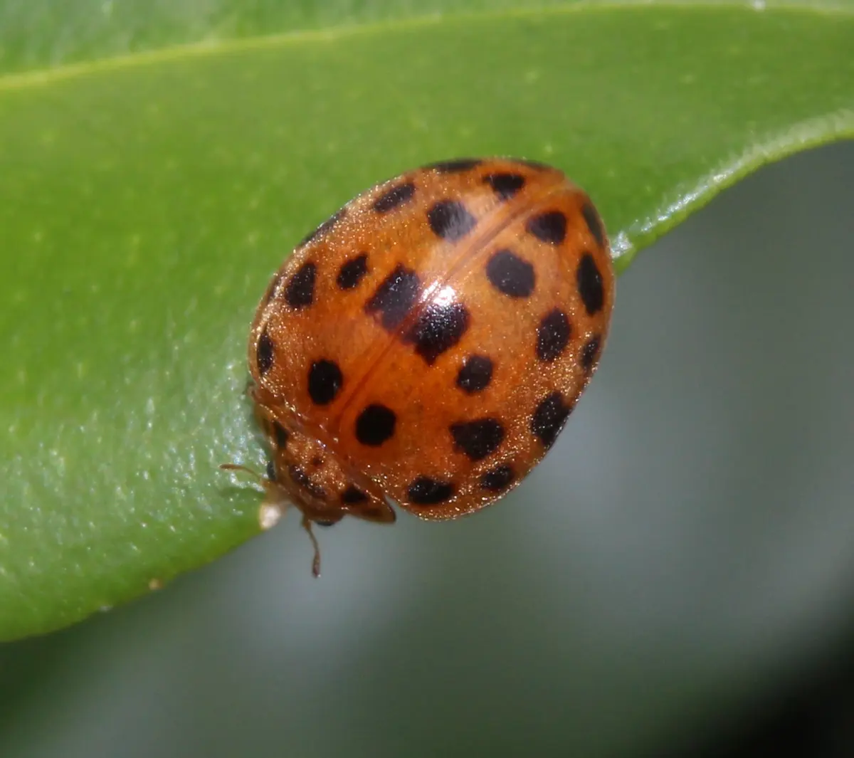 Dome-shaped orange-brown 28-spotted ladybird covered in black spots, on a leaf edge