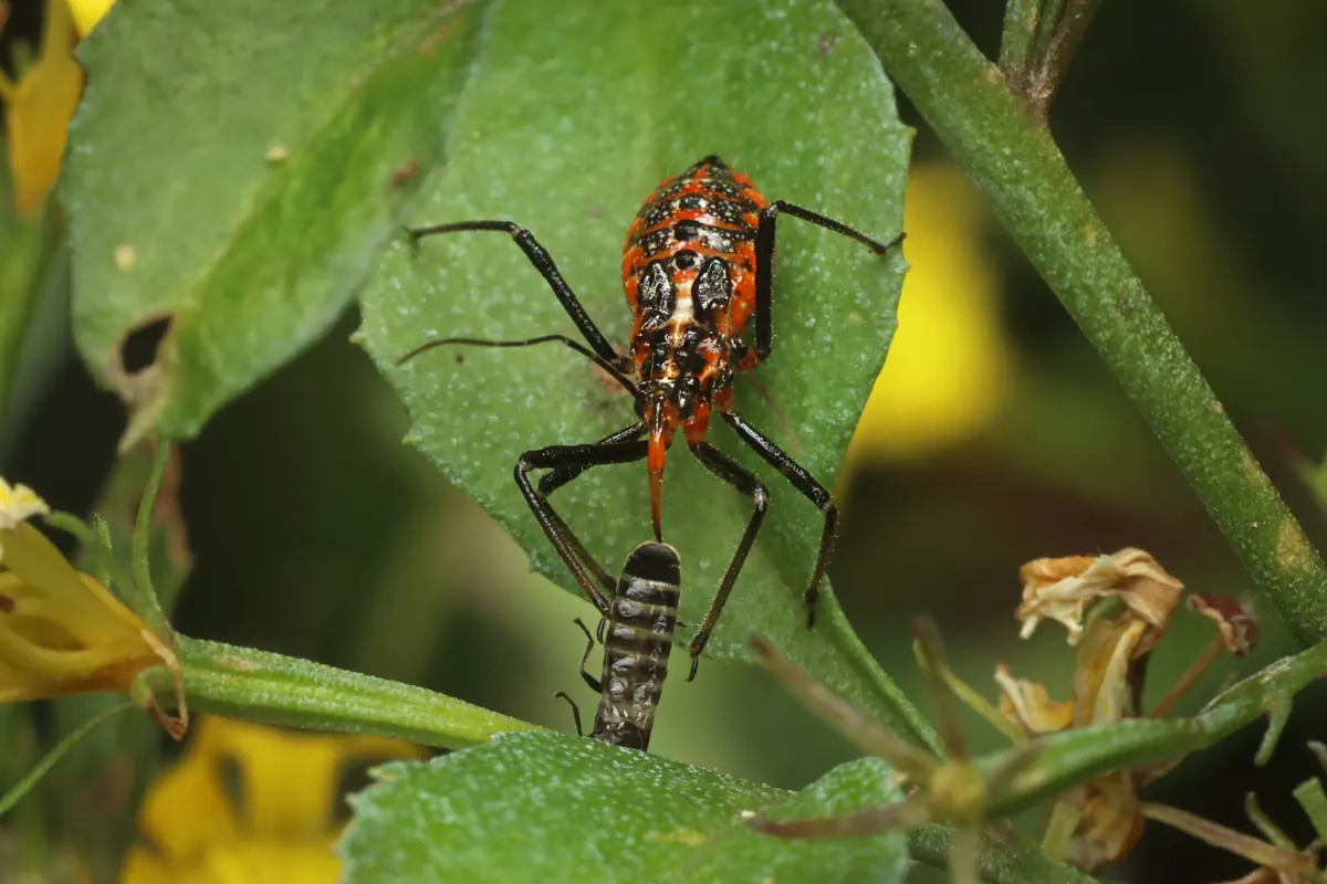Orange and black assassin bug with long legs and a narrow head on a leaf