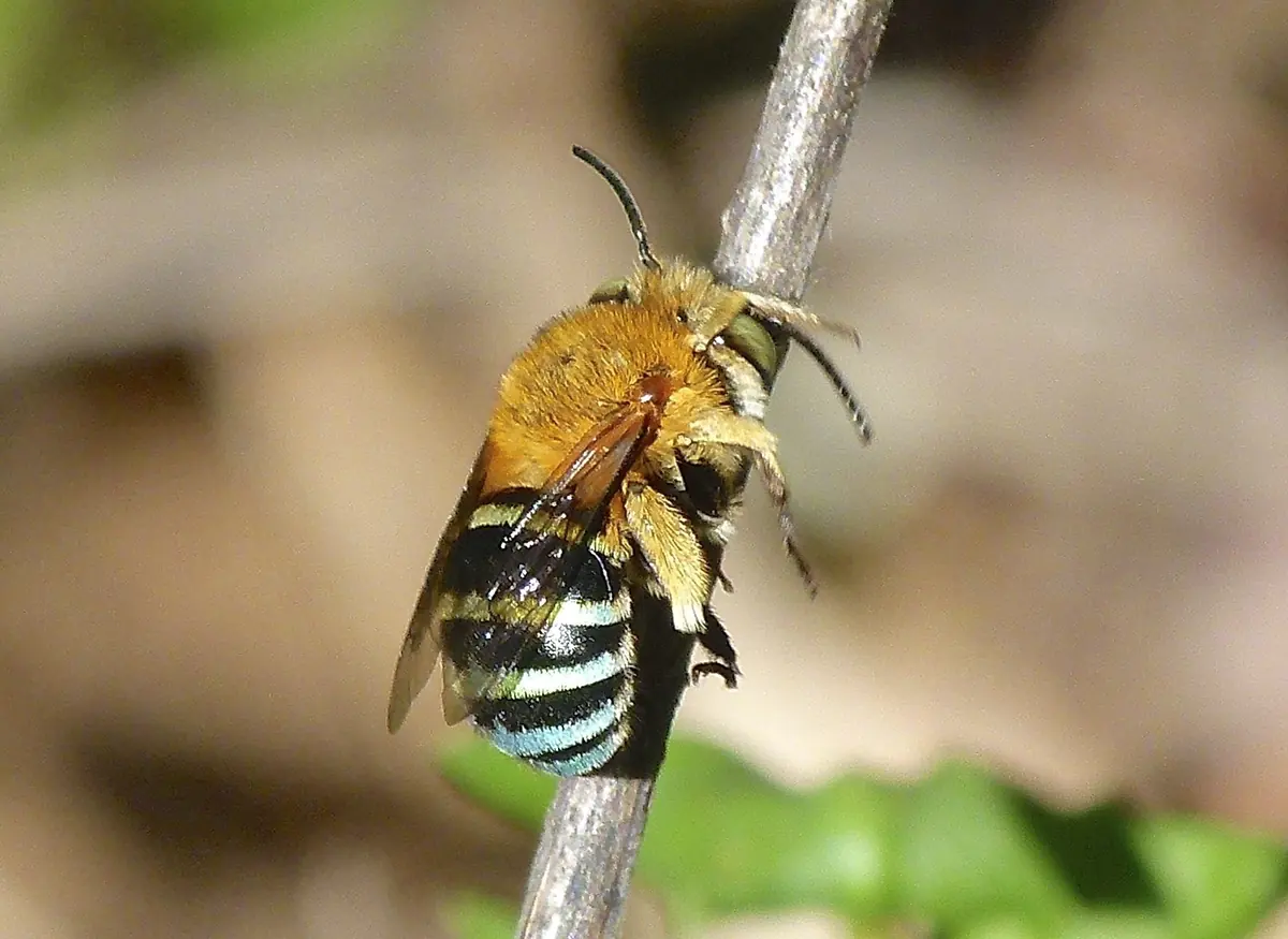 Blue-banded bee with a golden furry thorax and blue bands on a black abdomen