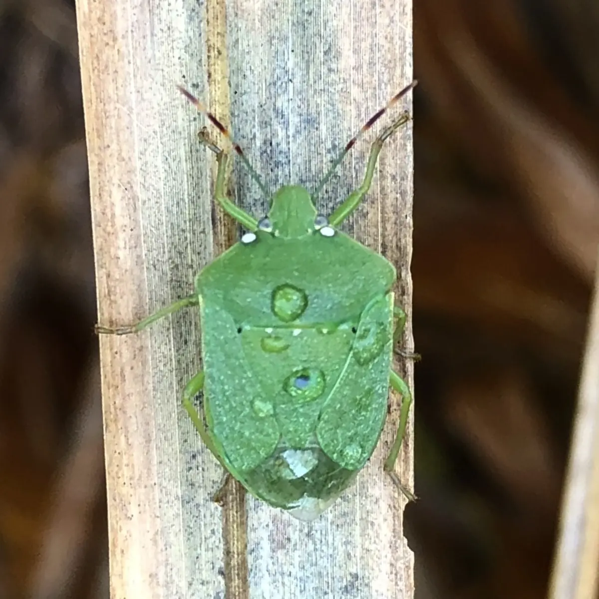 Green vegetable bug, a broad bright green shield bug, on a stem