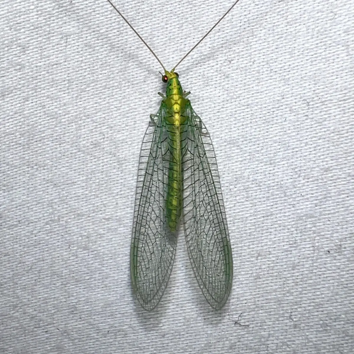 Green lacewing adult with long antennae and clear, net-veined wings