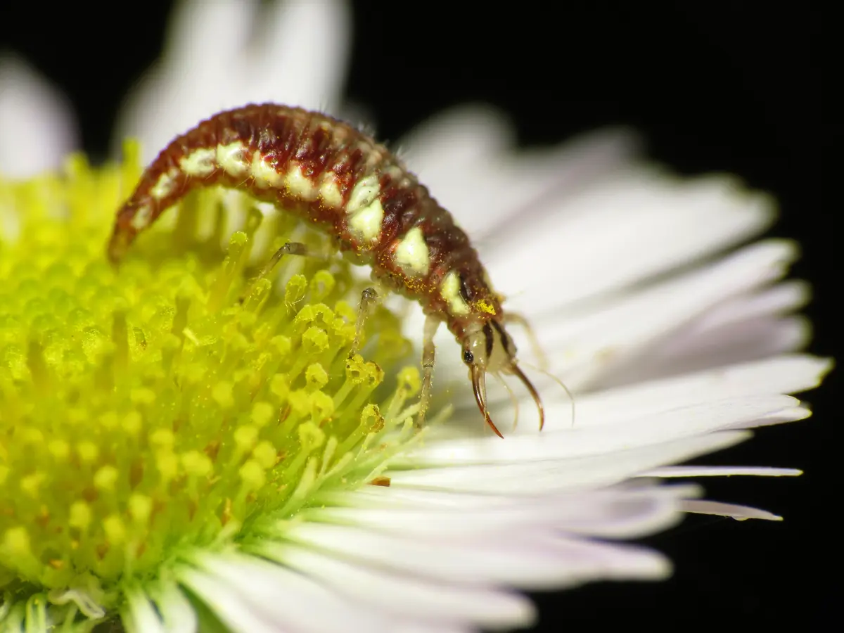 Spiky lacewing larva with large curved jaws on a daisy
