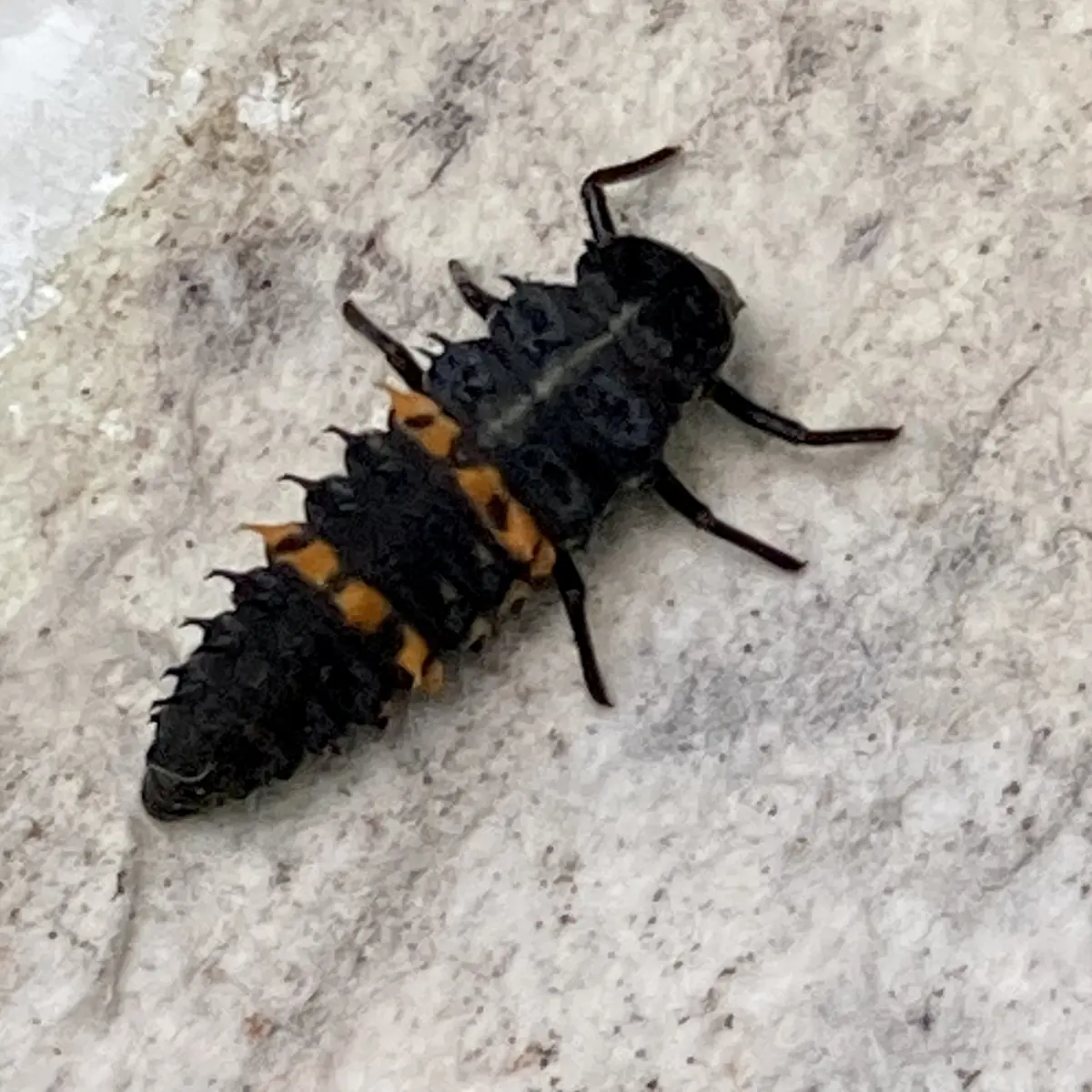 Dark, alligator-shaped ladybird larva with orange markings