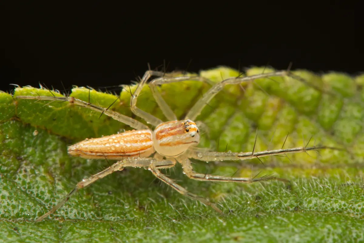Slender striped lynx spider on a leaf