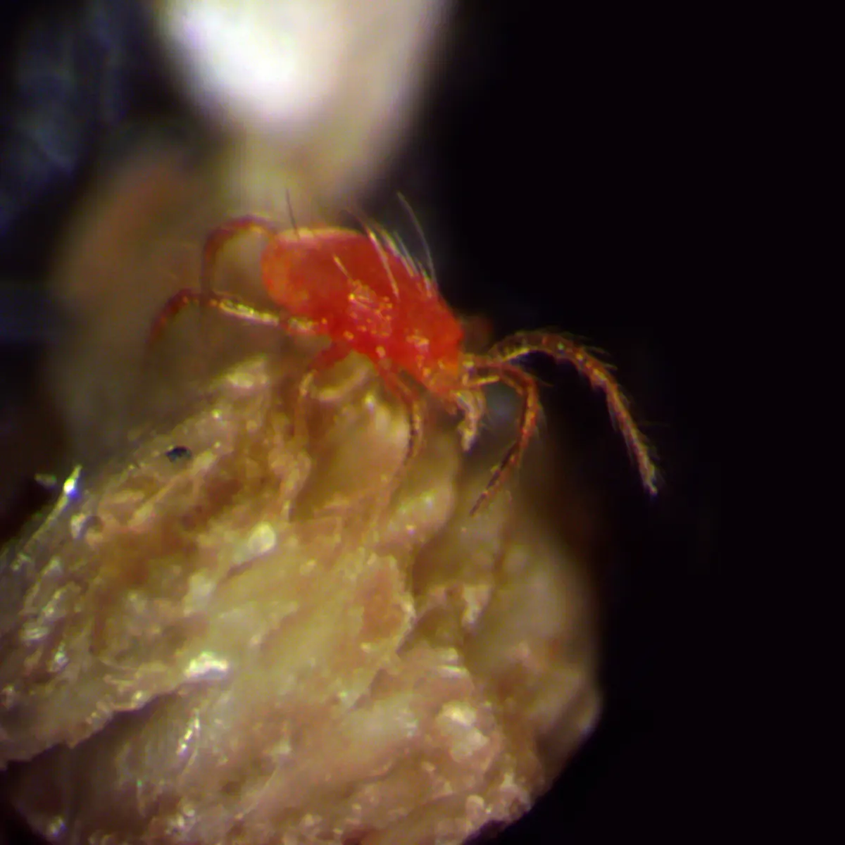 Magnified orange-red predatory mite on a piece of vermiculite