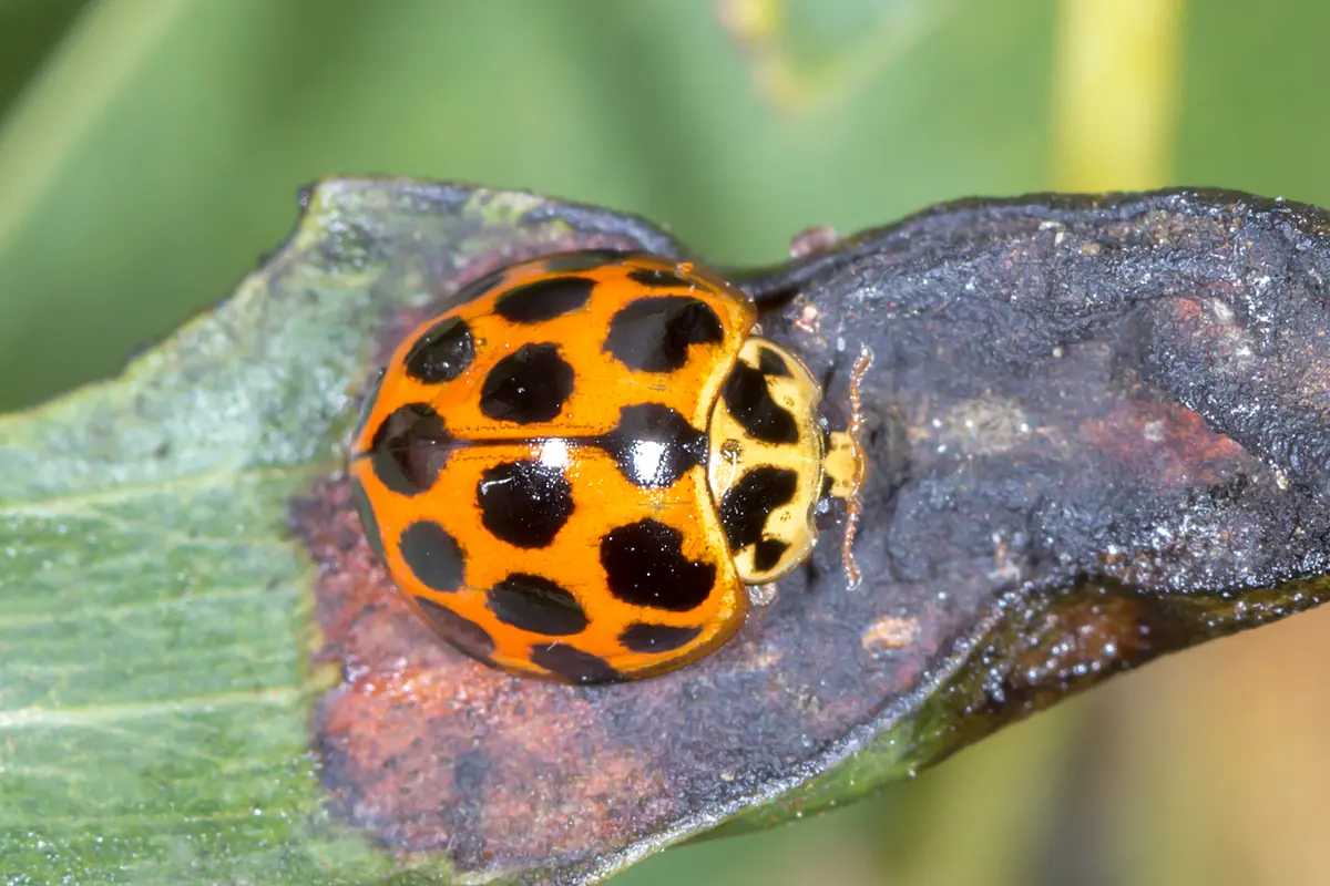 Spotted ladybird, shiny orange with black spots, on a leaf