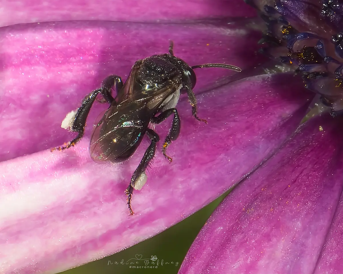Tiny black stingless native bee on a pink flower petal