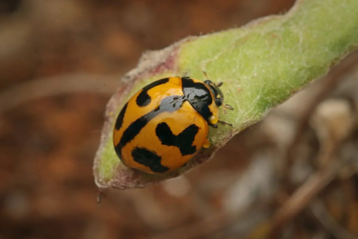 Transverse ladybird, orange with black bands, on a leaf tip
