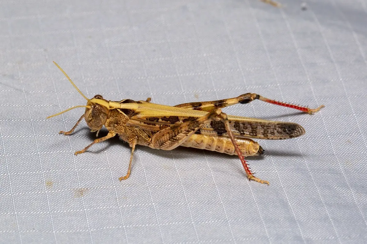 Australian plague locust, a brown grasshopper with red hind legs