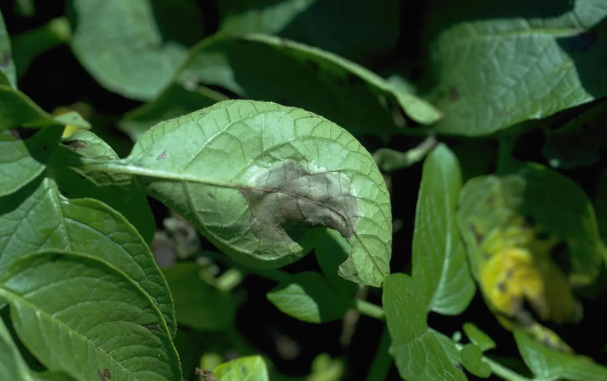 Potato leaflet with a large greyish brown patch of dead tissue spreading from the edge