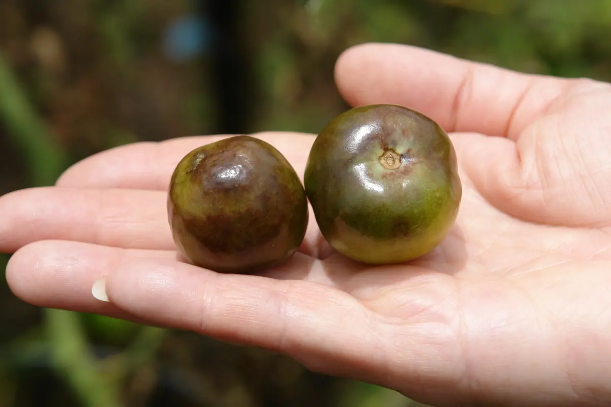 Two green tomatoes held in a hand, with greasy bronze brown blotches across the skin