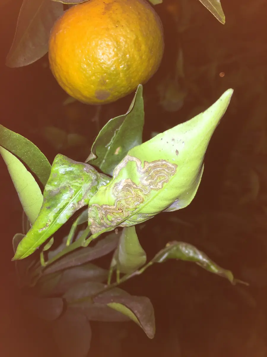 Curled, distorted new citrus leaves damaged by citrus leaf miner