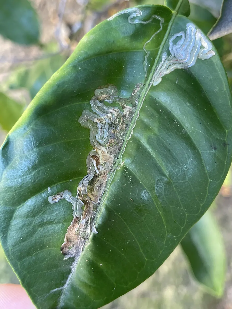 Citrus leaf with winding silvery leaf miner trails