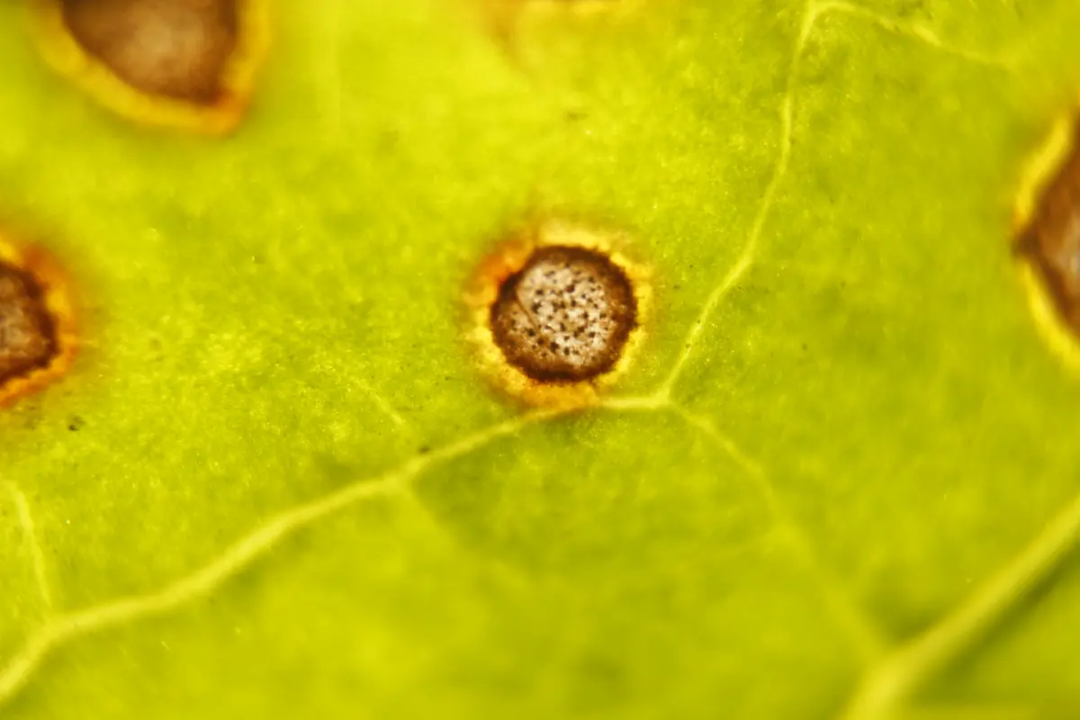 Beet leaf with round leaf spots that have pale centres and dark rims