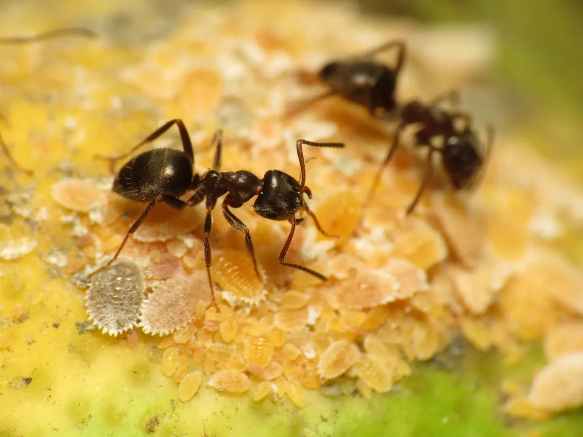 Black ants tending a crowded colony of mealybugs
