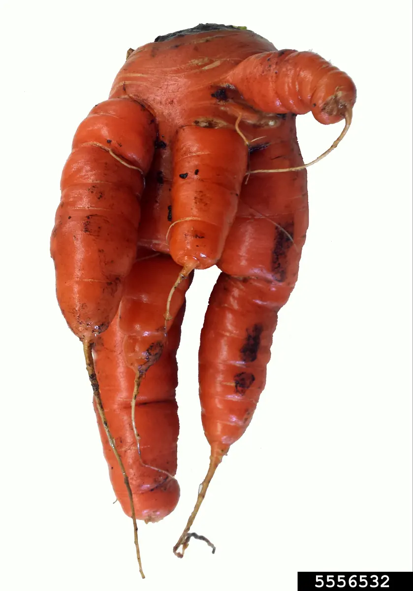 Forked, distorted carrots caused by root-knot nematode