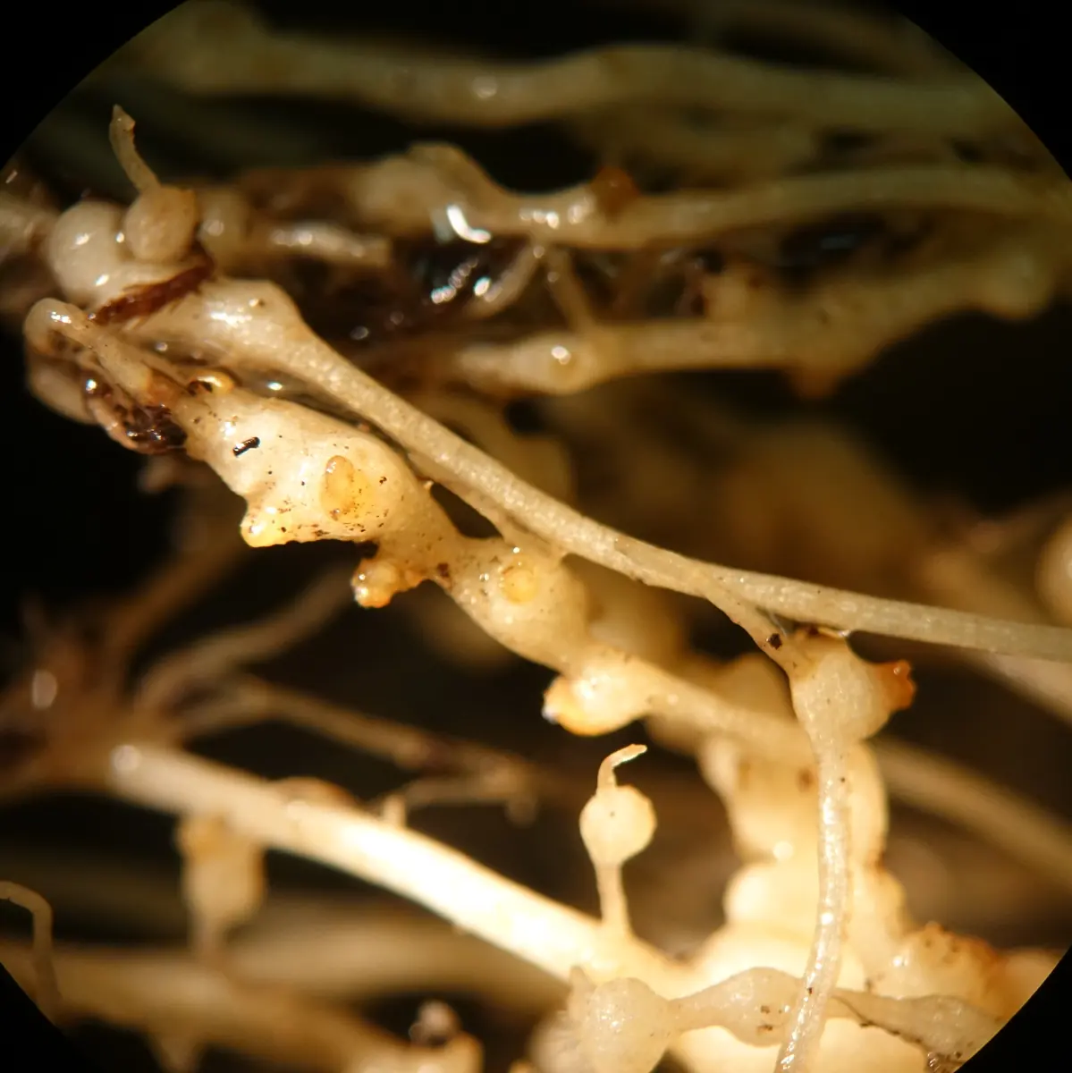 Tomato roots covered in knotty root-knot nematode galls