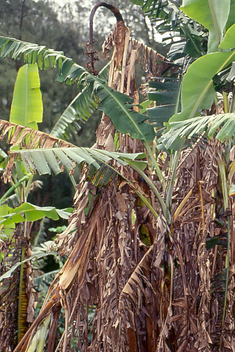 Banana plant with dead brown leaves hanging down around the trunk in a skirt, beside healthier green plants