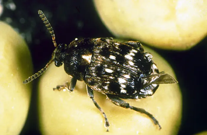Small dark beetle speckled with white scales standing on dried yellow peas