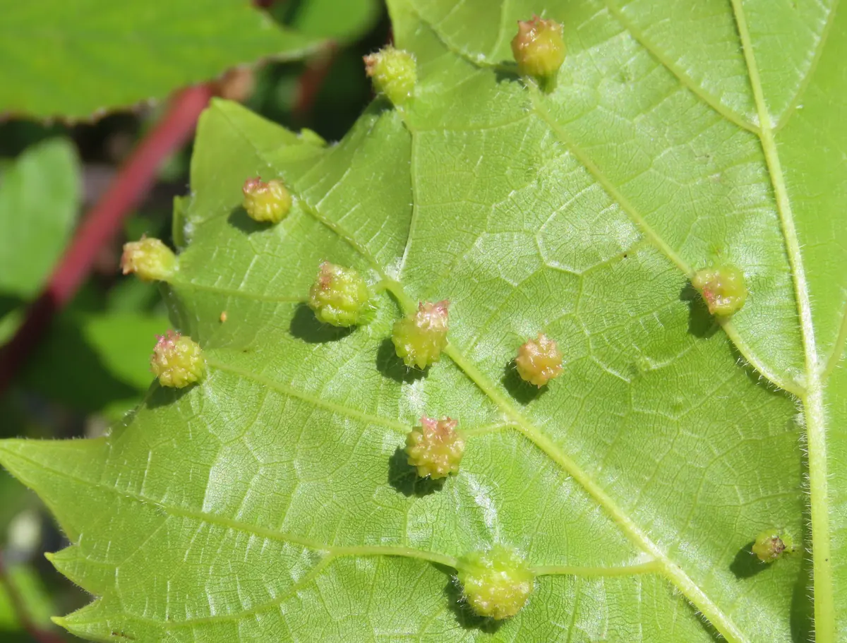 The underside of a grape leaf dotted with small round reddish galls